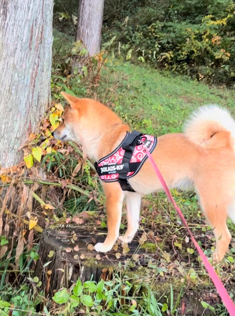 全体のレビュー画像 | 2-2