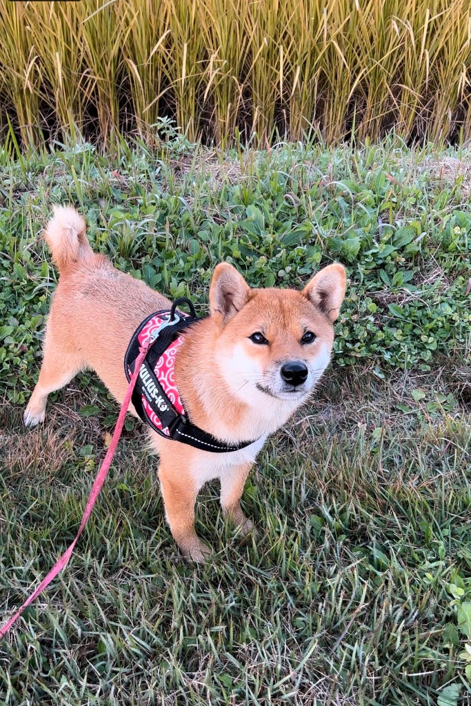 全体のレビュー画像 | 2-0