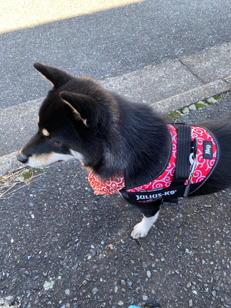 全体のレビュー画像 | 1-1