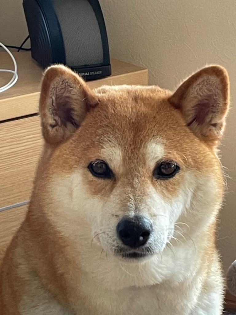 wanfoo（ワンフー） ドッグフード プレミアムドッグ (ウサギ肉＆鶏肉