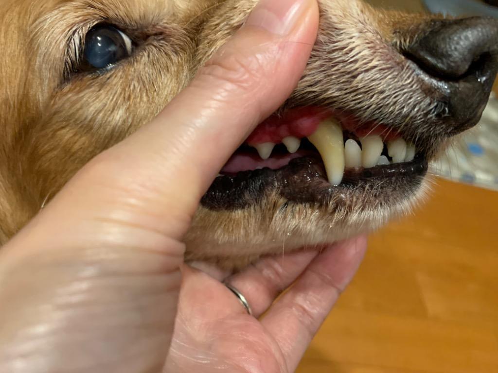 クリニックでも好評です 犬 猫 朝用 歯磨きを強力サポート 犬猫 対策をサポート ５０００頭以上の犬の歯石除去 デンタルパウダー Dr.YUJIRO  ペット犬 を行ってきた獣医師が開発 歯石取り ※約3カ月分