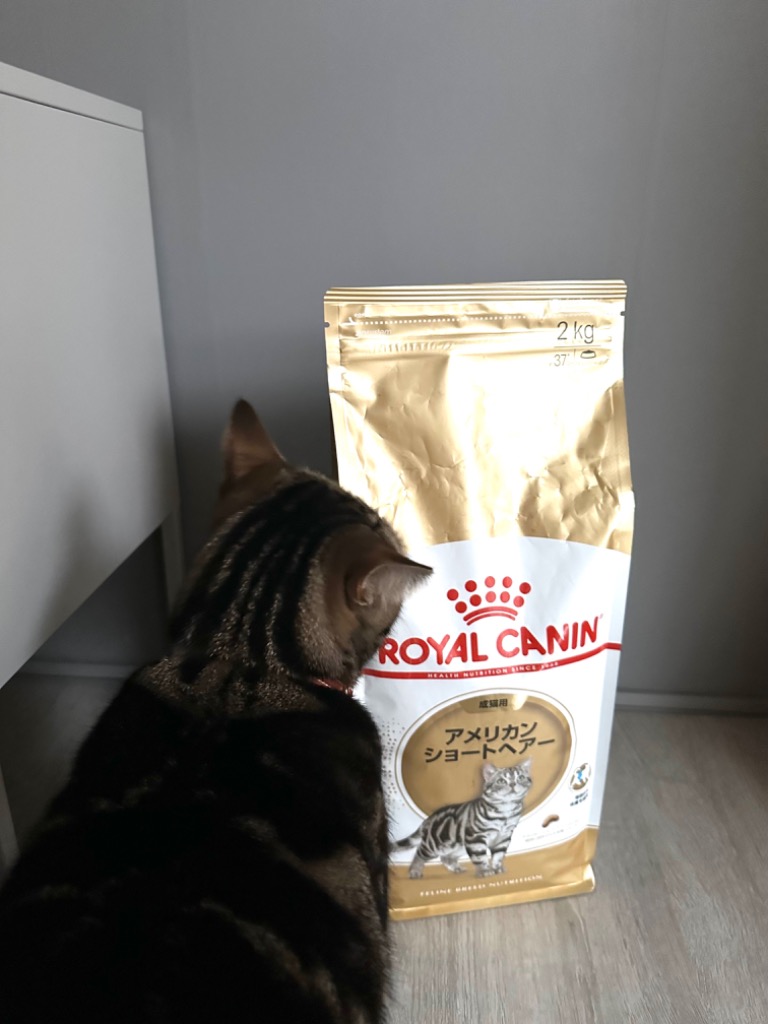 ロイヤルカナン 猫 アメリカンショートヘアー 成猫用 2kg 正規品