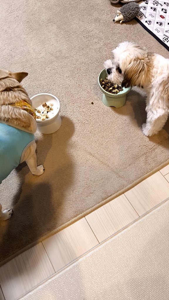 ロイヤルカナン 犬 チワワ 成犬用 3kg ドッグフード フード 犬用 ロイヤルカナン 犬 チワワ 成犬用 3kg ドッグフード フード 犬用