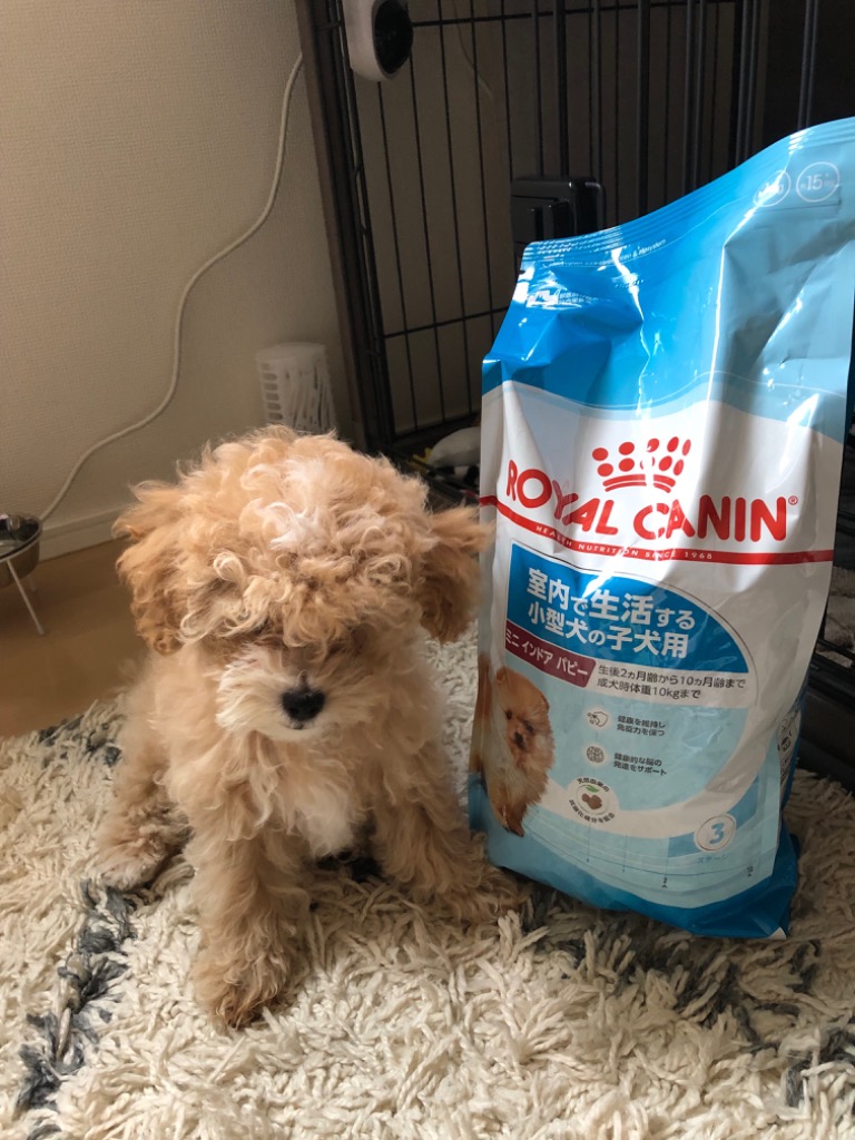 ロイヤルカナン ミニ インドア パピー 2kg ジッパー付き 室内
