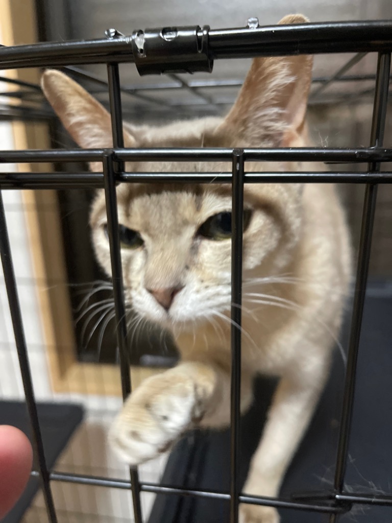 ロイヤルカナン 猫用 キトン 10kg 子猫用 キャットフード フード