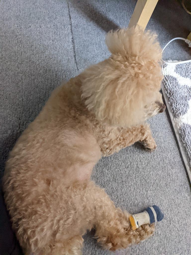 犬用包帯 伸縮 包帯 自己粘着 テーピング アンダーラップ 2 5cm 2個入り Cbn 054s わんわん Square Garden 通販 Yahoo ショッピング