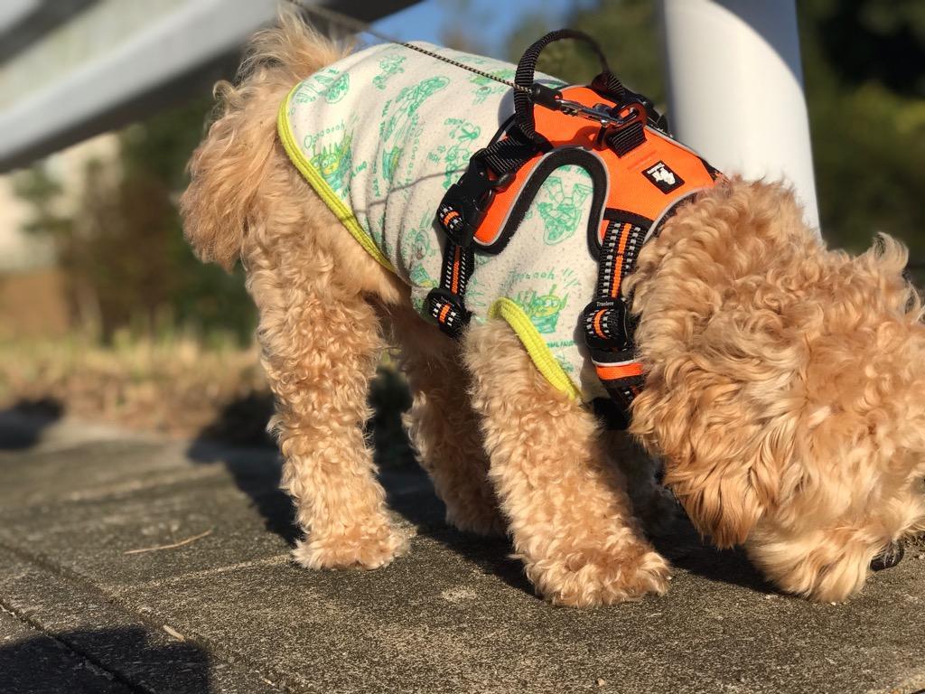 犬のハーネス 犬用 ハーネス 胴輪 反射 ハンドル付 ソフト 大型犬 中型犬 小型犬 超大型犬 高品質 簡単装着 ハンドルハーネス 衝撃吸収 送料無料 Tl Hs4 わんわん Square Garden 通販 Yahoo ショッピング