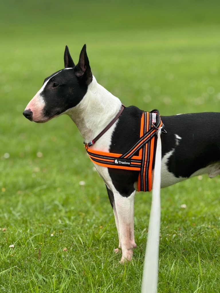 全体のレビュー画像 | 1-2