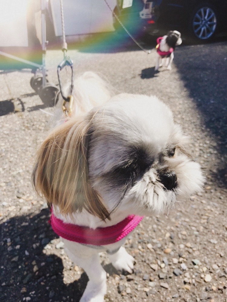 犬 ハーネス 負担が少ない おしゃれ かわいい 小型犬 大型犬 胴 犬 ハーネス 負担が少ない おしゃれ かわいい 小型犬 大型犬 胴