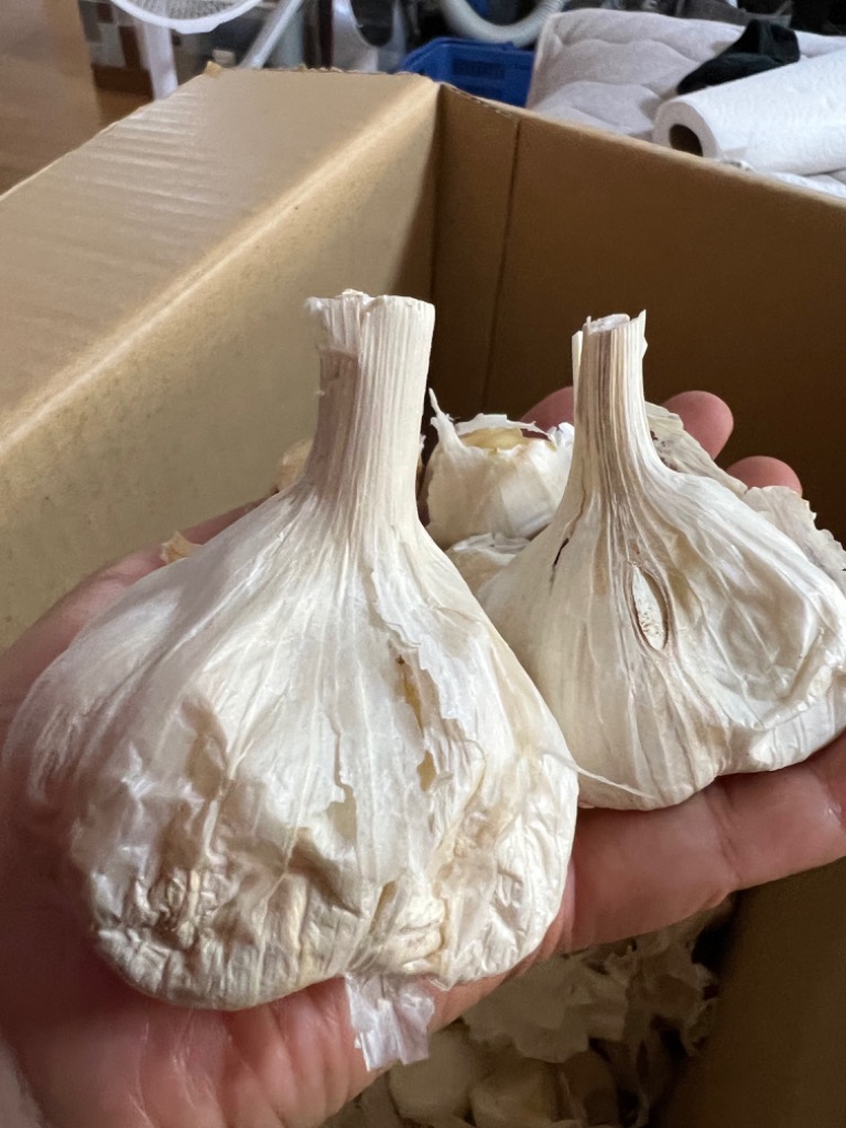 にんにく 青森 国産 Lサイズ 5kg B品 福地ホワイト六片