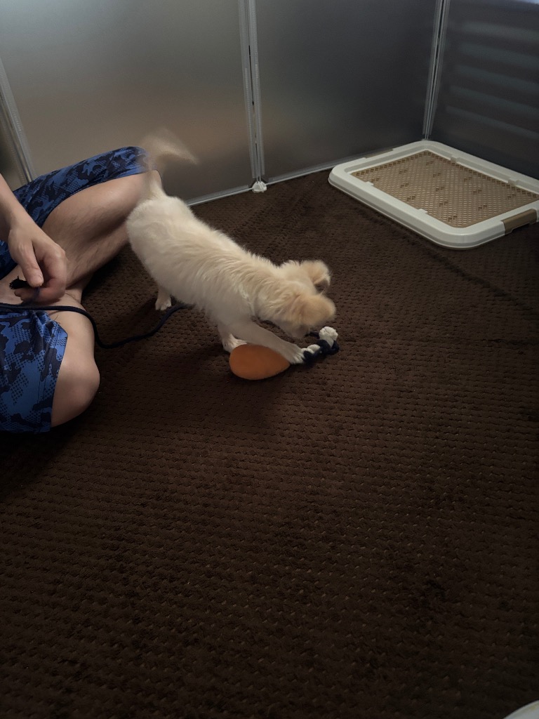 全体のレビュー画像 | 1-0