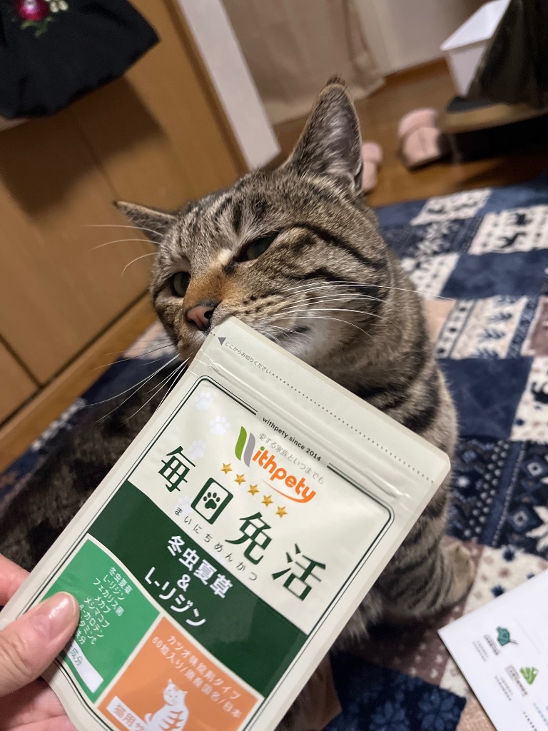 ウィズペティ【国産】 毎日免活 猫用6袋 猫の腸内環境に【毎日爽快】ウィズペティ公式