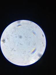 1件目のレビュー画像 | 0