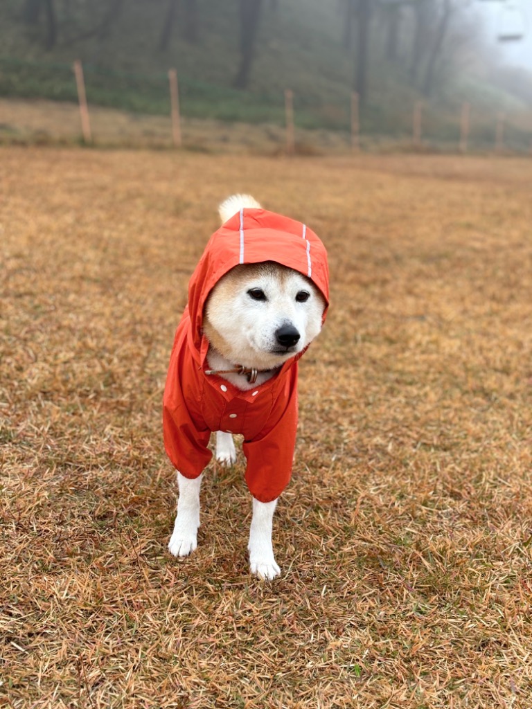 3件目のレビュー画像 | 3