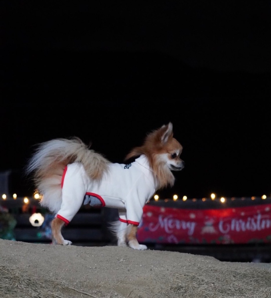 全体のレビュー画像 | 1-0