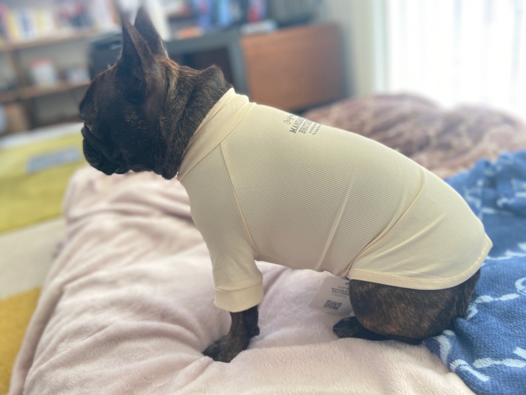 犬服 ミント☆ページ ハンドメイド セレブなオーダーメイド犬服ミントブルードレス : オーダー