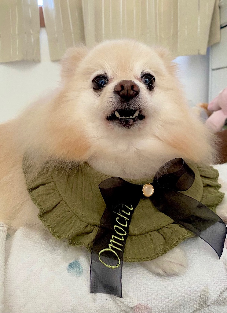 犬 スタイ うちの子 名前入り つけ襟 バンダナ ビブ ケープ