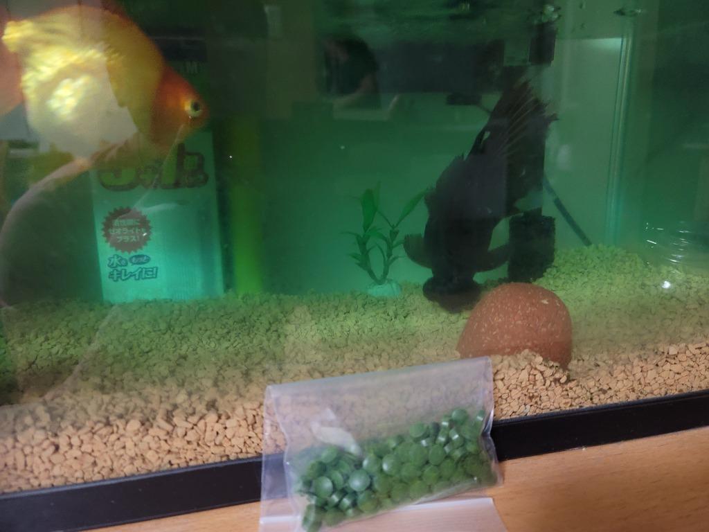 お特品 万能餌 当店でも使用 特選クロレラ錠剤 22g約110粒 メダカ 金魚の色揚げ 消化不良改善に効果あり 甲殻類 レットビーシュリンプ 太極の餌 Kurorerajyouzai 高級メダカworld Green Aquarium 通販 Yahoo ショッピング お特品 万能餌 当店でも使用 特選クロレラ錠剤 22g約110粒 メダカ 金魚の色揚げ 消化不良改善に効果あり 甲殻類 レットビーシュリンプ 太極の餌 Kurorerajyouzai 高級メダカworld Green Aquarium 通販 Yahoo ショッピング