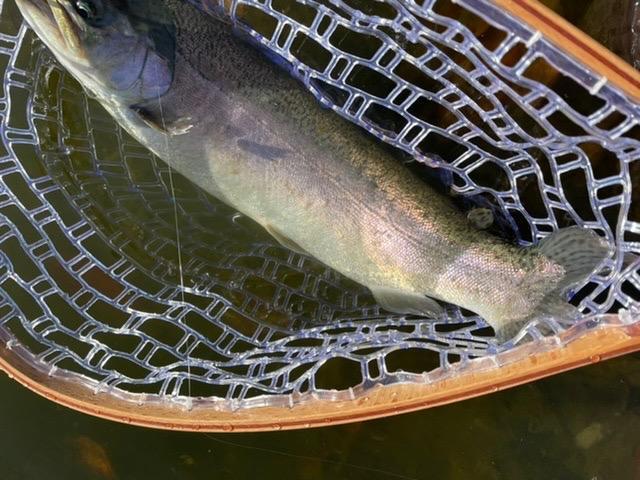 全体のレビュー画像 | 1-1