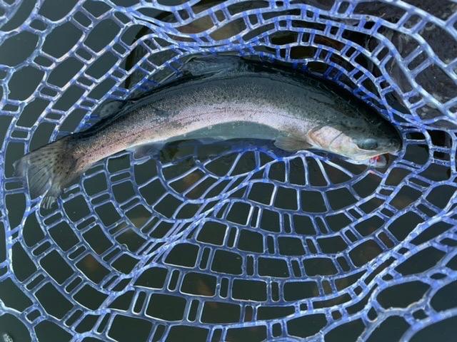 全体のレビュー画像 | 1-0