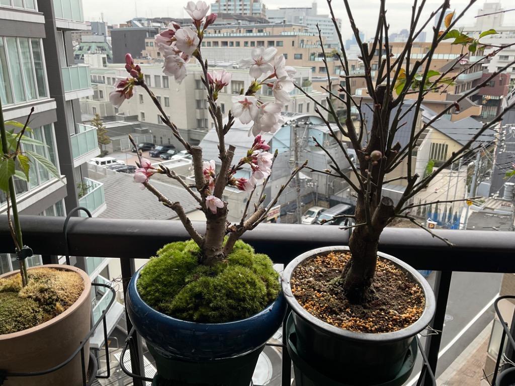 桜盆栽:特選染井吉野桜 瀬戸焼青鉢*(2025年春開花終了 桜盆栽:特選染井吉野桜 瀬戸焼青鉢*(2025年春開花終了