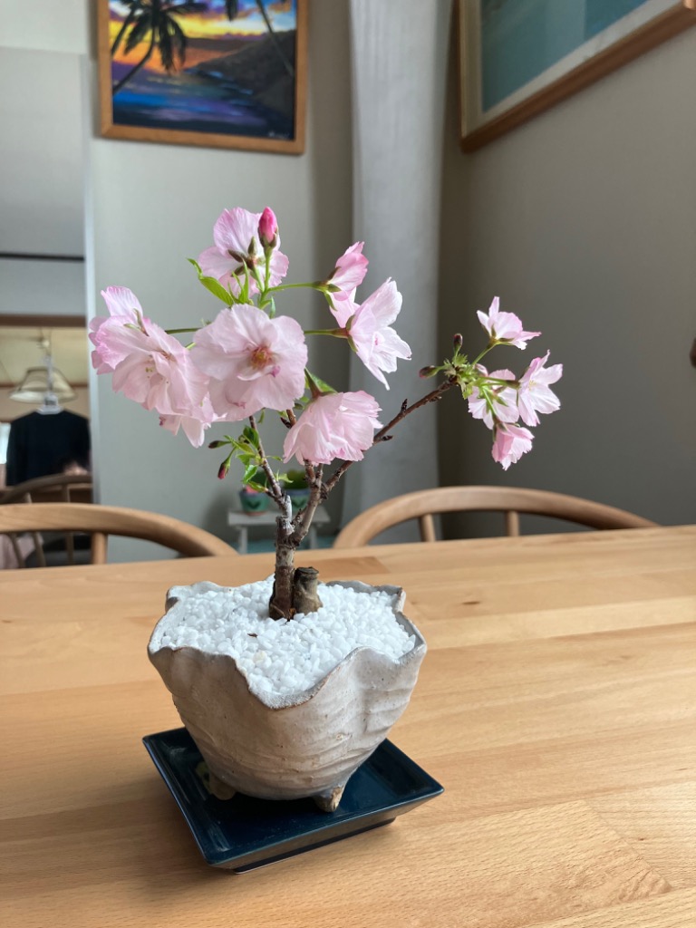 桜盆栽 鉢色選べる:ミニ一才桜(旭山桜)*(信楽変形小鉢)鉢植え 桜盆栽 鉢色選べる:ミニ一才桜(旭山桜)*(信楽変形小鉢)鉢植え