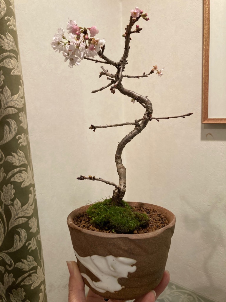 桜盆栽：十月桜*(鉢 現代小鉢作家 祥石(二代目)ゆうき)濃藍丸鉢