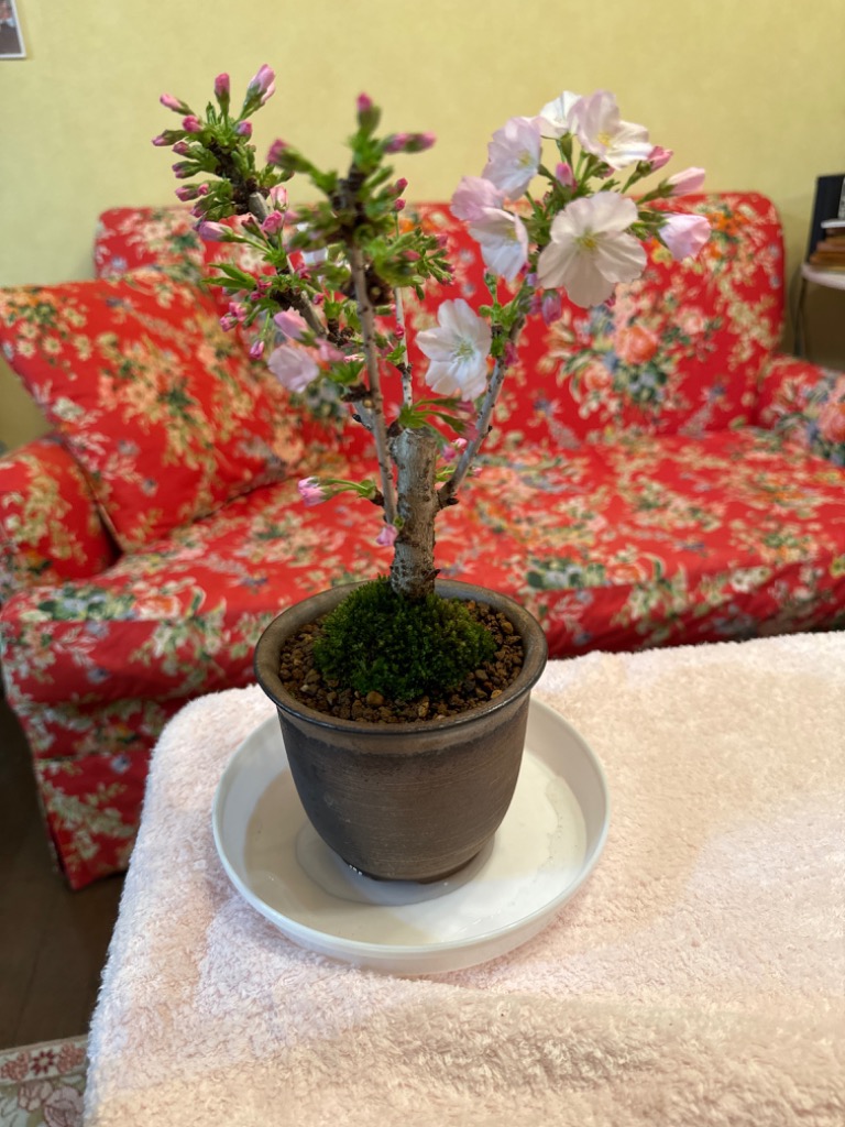 古瀬戸花入 人気桜盆栽：御殿場桜(瀬戸焼三彩鉢)* (2025年開花終了) bonsai