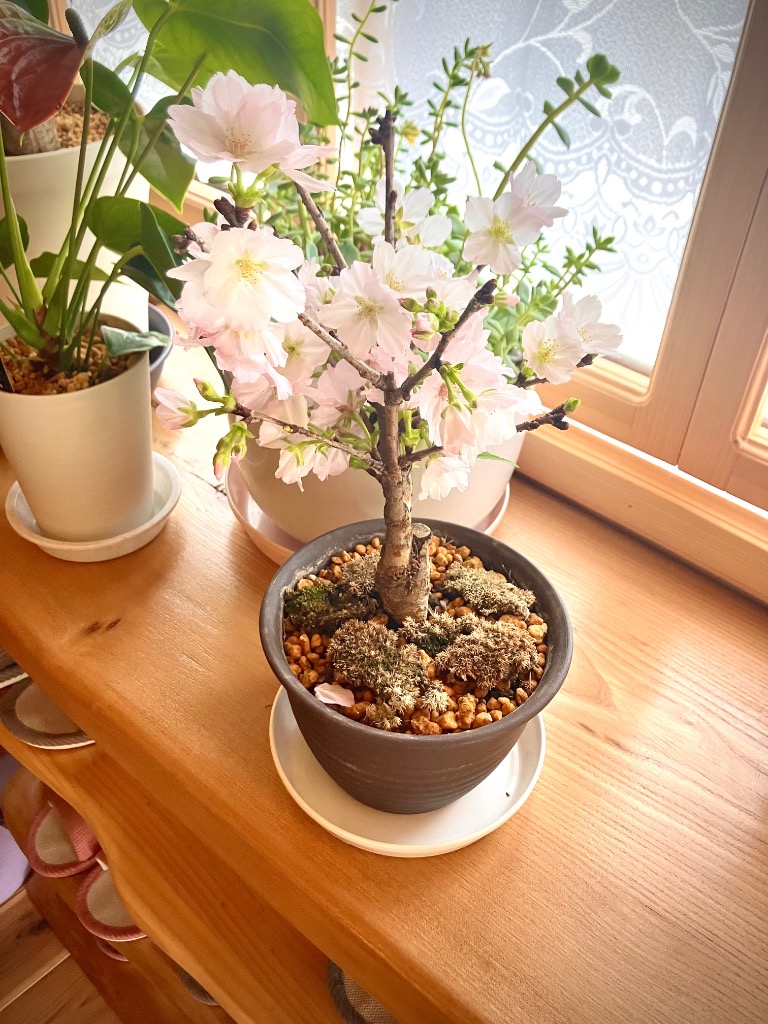 桜盆栽:御殿場桜(瀬戸焼金吹鉢)* (2025年春開花予定)Sakura 桜盆栽:御殿場桜(瀬戸焼金吹鉢)* (2025年春開花予定)Sakura