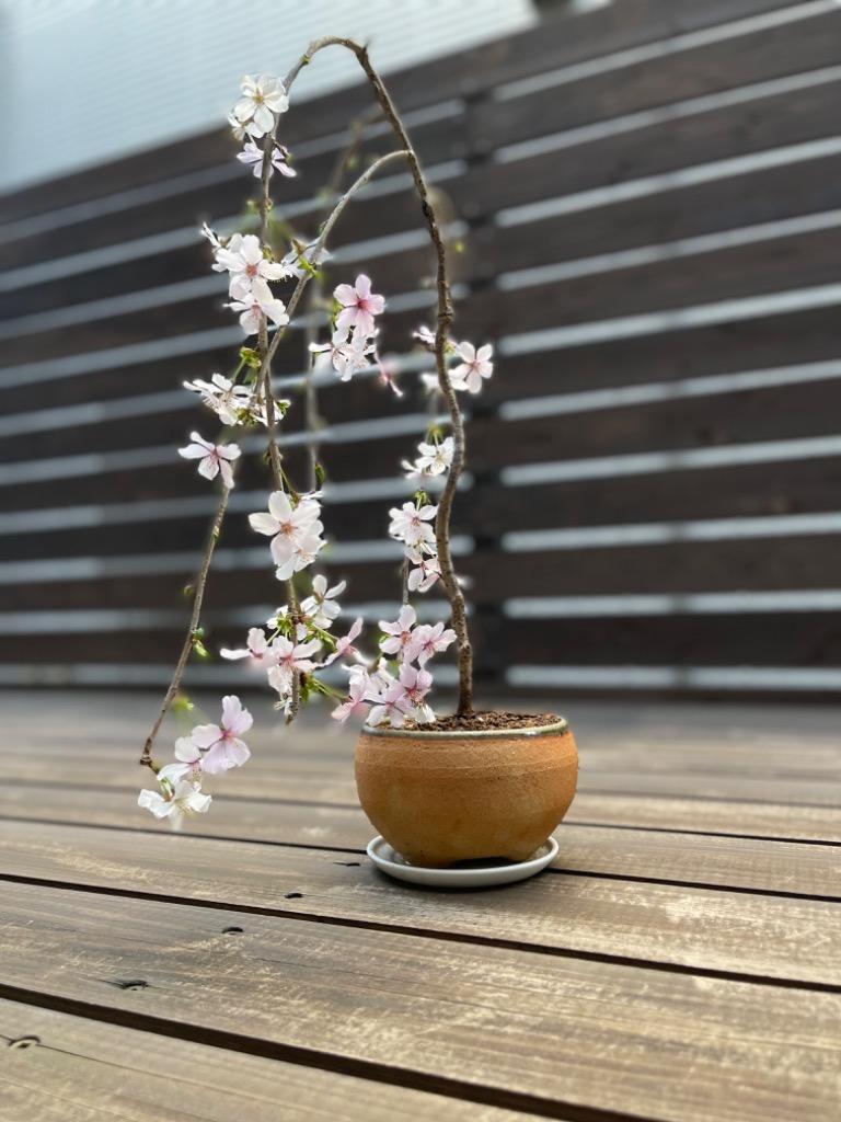 楽天市場】富士しだれ桜 盆栽の通販 盆栽：しだれ富士桜（一重しだれ桜）*