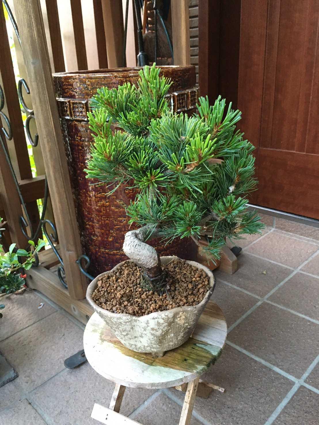 s*5様 松の盆栽 約30cm 陶器鉢 小品盆栽：五葉松(瀬戸焼小鉢)*受け皿付き 鉢植え祝い ギフト