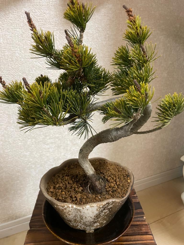 小品盆栽：五葉松（瀬戸焼変形鉢)* 祝い ギフト gift 誕生日祝