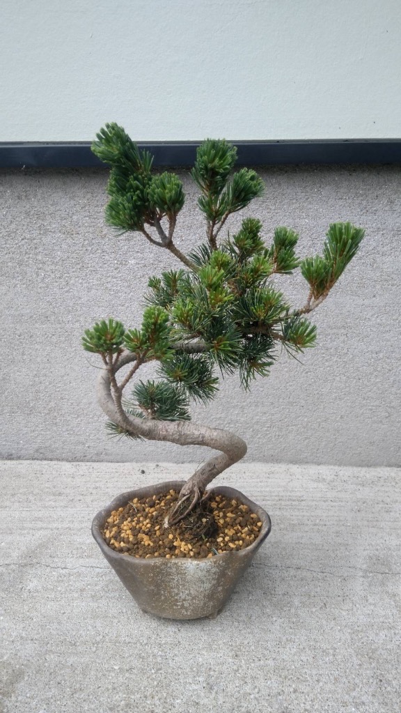 s*5様 松の盆栽 約30cm 陶器鉢 小品盆栽：五葉松(瀬戸焼小鉢)*受け皿付き 鉢植え祝い ギフト