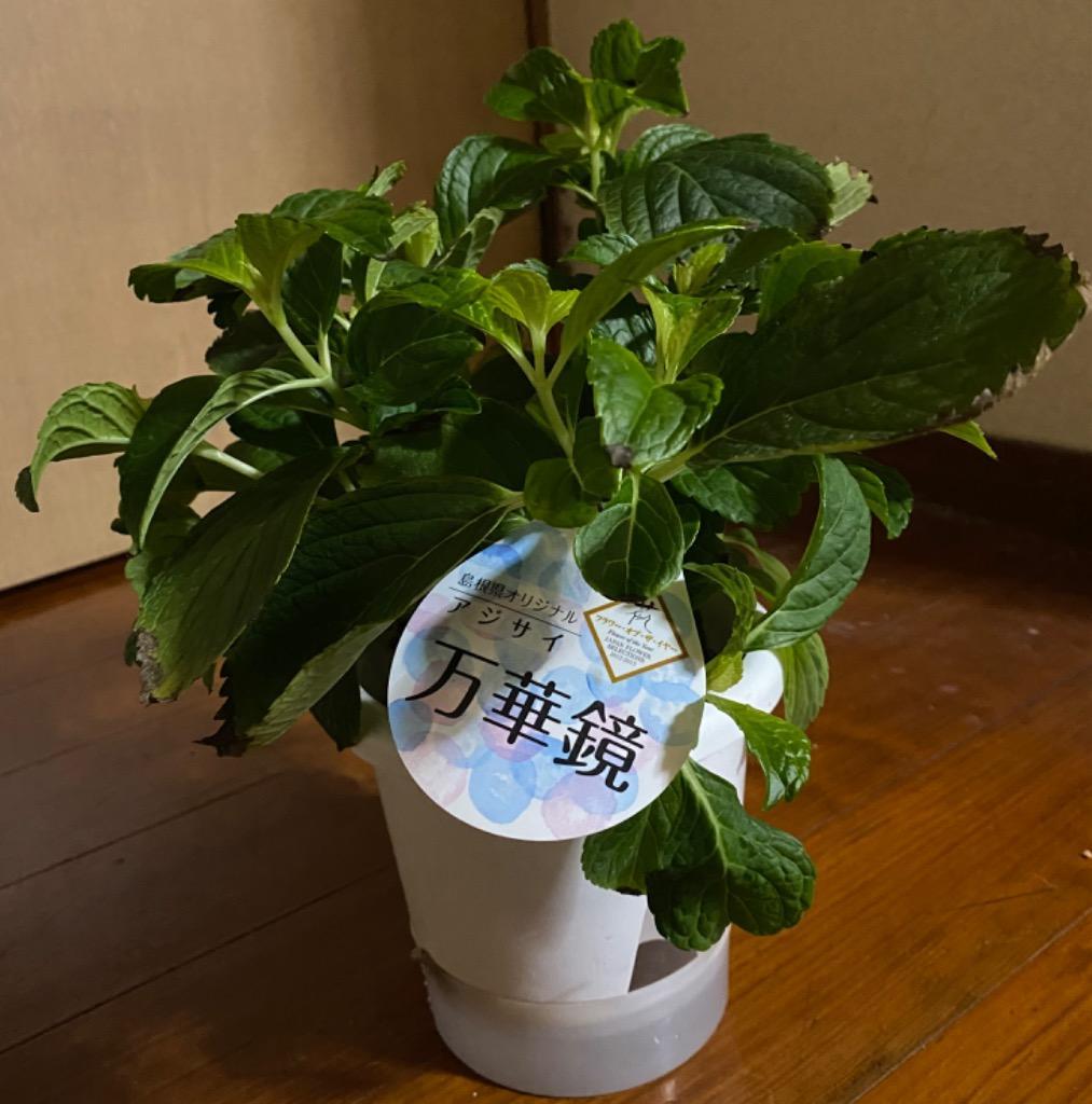 紫陽花：アジサイ 万華鏡*5号 苗 【剪定済み株】あじさい : 遊恵盆栽