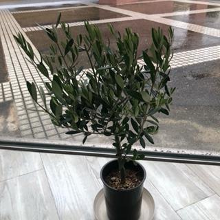 観葉植物 SOUJU(創樹)ブランド:オリーブの木*4号 観葉植物 SOUJU(創樹)ブランド:オリーブの木*4号