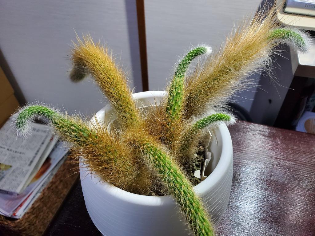 観葉植物 希少 サボテン：ヒモサボテン ヒルデウィンテラ*プラポット : f6648v : 遊恵盆栽 Yahoo!店 - 通販 -  Yahoo!ショッピング