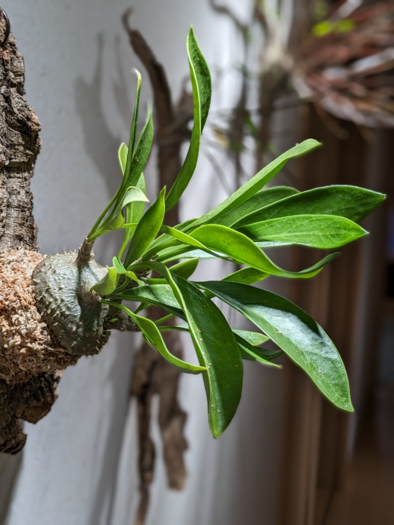 希少品種 アリの巣玉 塊根植物 観葉植物：選べるアリ植物*ミルメコディア ベッカリー ヒドノフィツム パプアナム