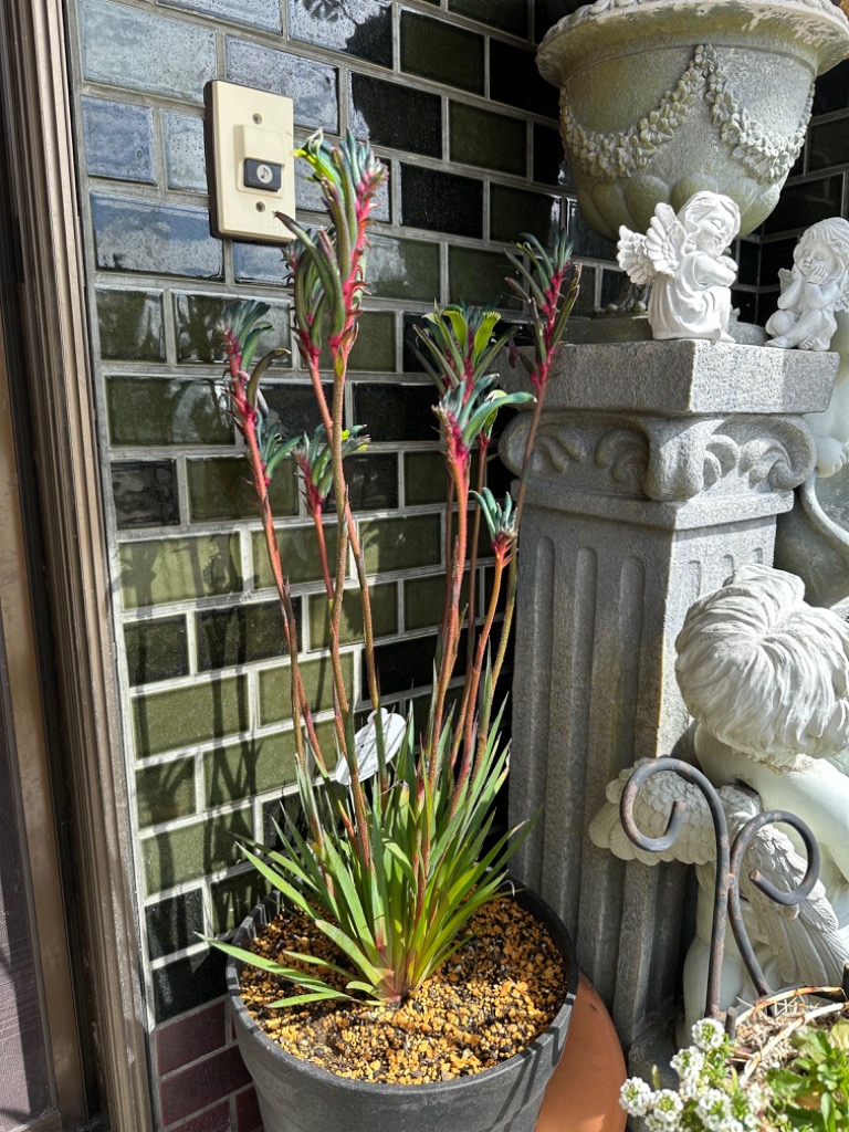 おしゃれ 観葉植物 鉢花：カンガルーポー ファイヤーワークス*5