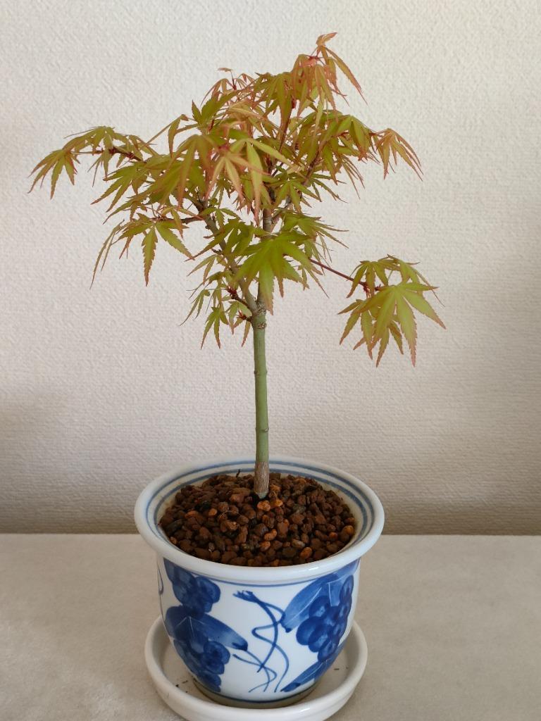 もみじ（長良川） モミジ：長良川2.5号ポット の通販 | 園芸ネット