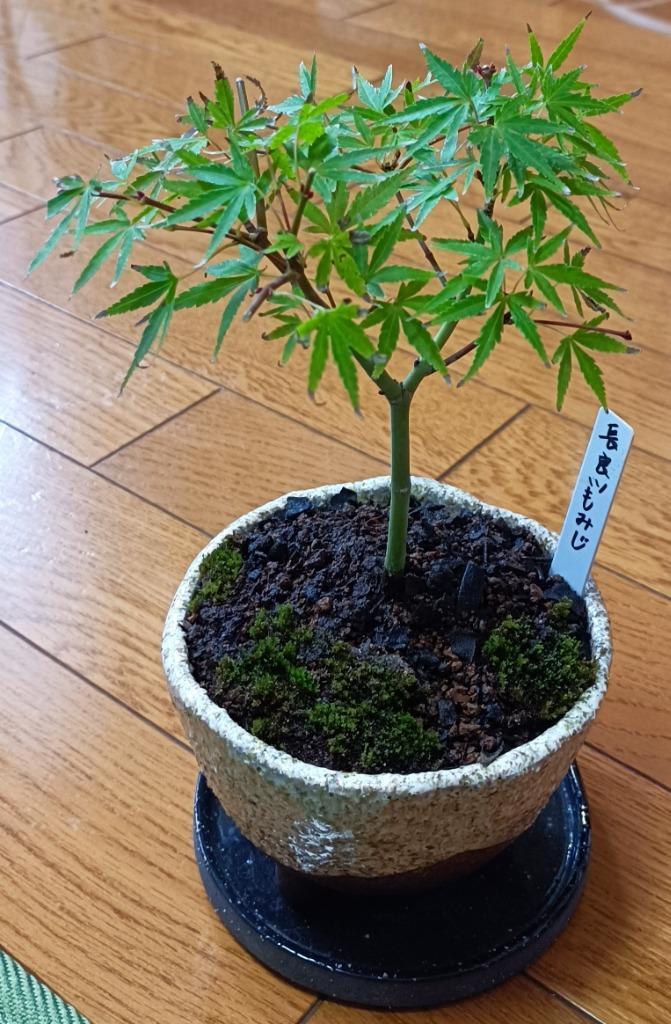 苗：長良川もみじ*ナガラガワモミジ/紅葉 : 遊恵盆栽 Yahoo!店