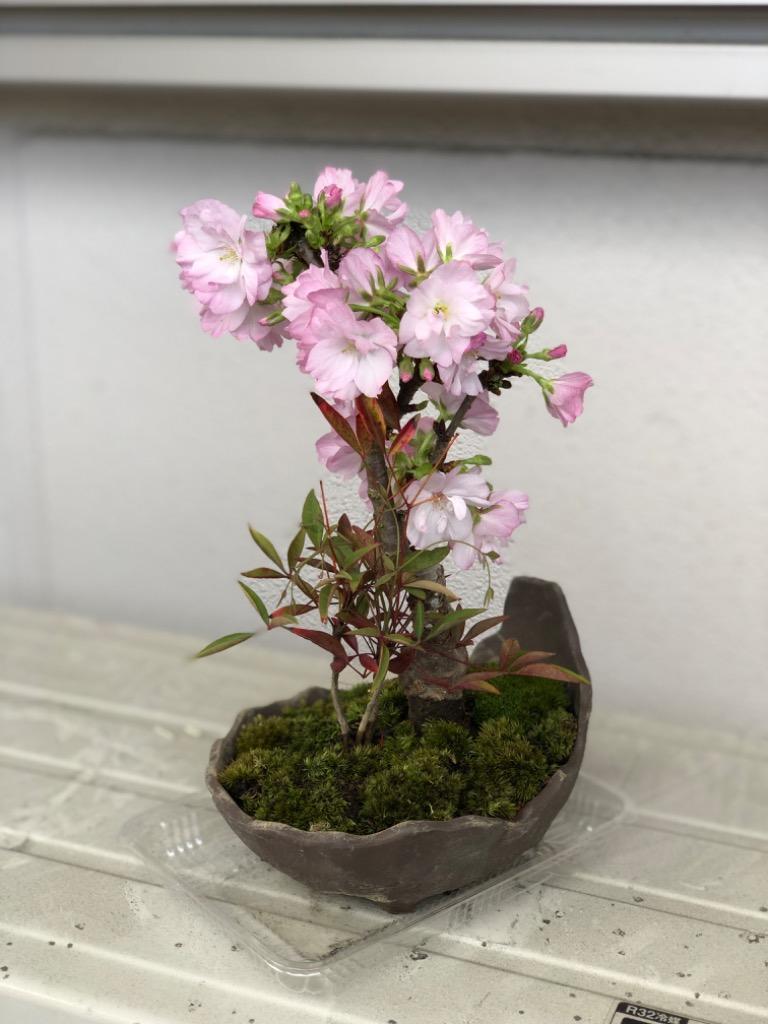 韓国　花びら盆 産地直送 盆栽 旭山桜 2Lサイズ 鉢色 若草（受け皿セット
