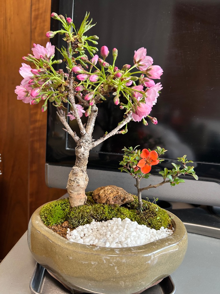 盆栽：桜・長寿梅寄せ植え*(2026年春開花予定) (モッコ桑染色陶器鉢