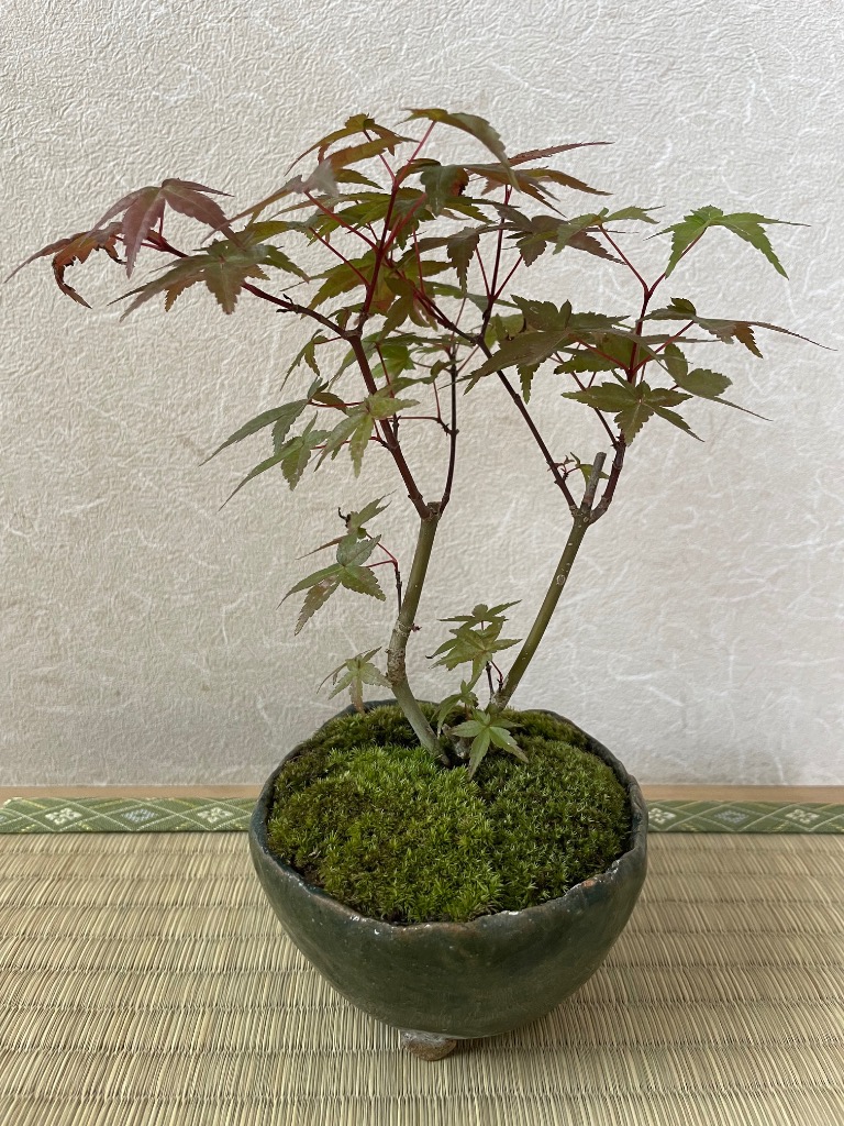 中品盆栽 盆栽 鉢ごと発送 もみじ実生 一鉢 BONSAI 送料無料 小品盆栽：出猩々もみじ*(信楽焼鉢 萬古焼丸鉢)鉢が選べる鉢植え