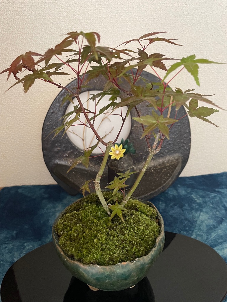 信楽焼 　明治 　飾り台 　珍品　盆栽飾り台　古美術台 GMHH317A○鉄刀木 タガヤサン 花台 飾り台 床の間 和風 木製