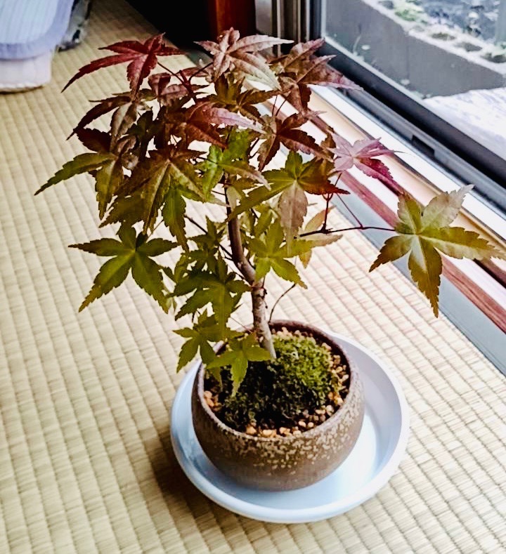 信楽焼 　明治 　飾り台 　珍品　盆栽飾り台　古美術台 GMHH317A○鉄刀木 タガヤサン 花台 飾り台 床の間 和風 木製