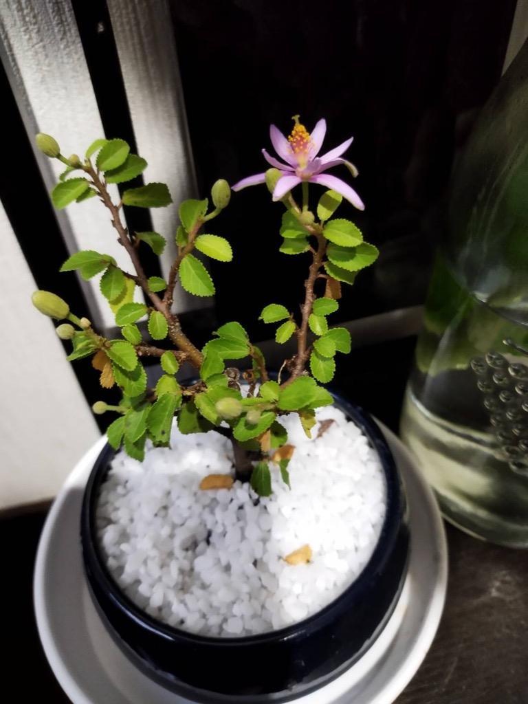 ミニ盆栽：睡蓮木(瀬戸焼濃藍丸鉢）*すいれんぼく 鉢花 鉢植え プレゼント bonsai :my0900:遊恵盆栽 Yahoo!店 - 通販 -  Yahoo!ショッピング