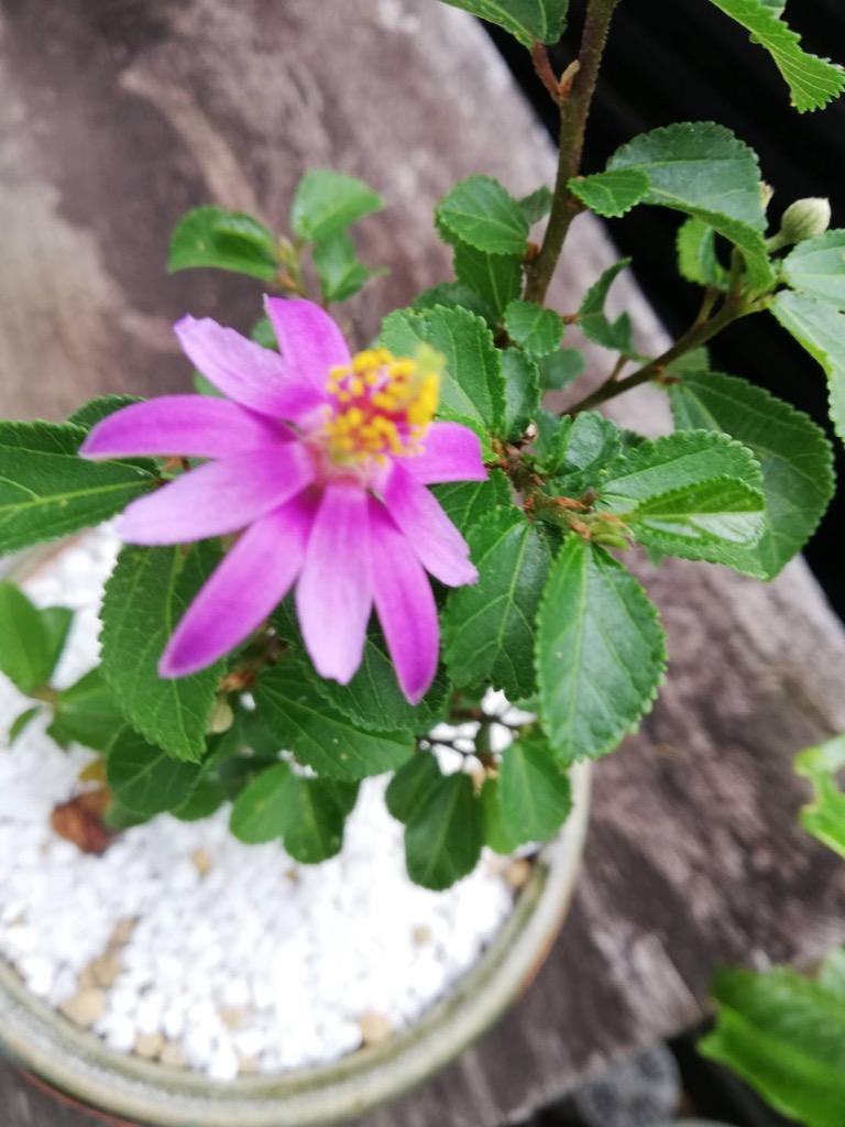 ミニ盆栽：睡蓮木(瀬戸焼濃藍丸鉢）*すいれんぼく 鉢花 鉢植え プレゼント bonsai :my0900:遊恵盆栽 Yahoo!店 - 通販 -  Yahoo!ショッピング