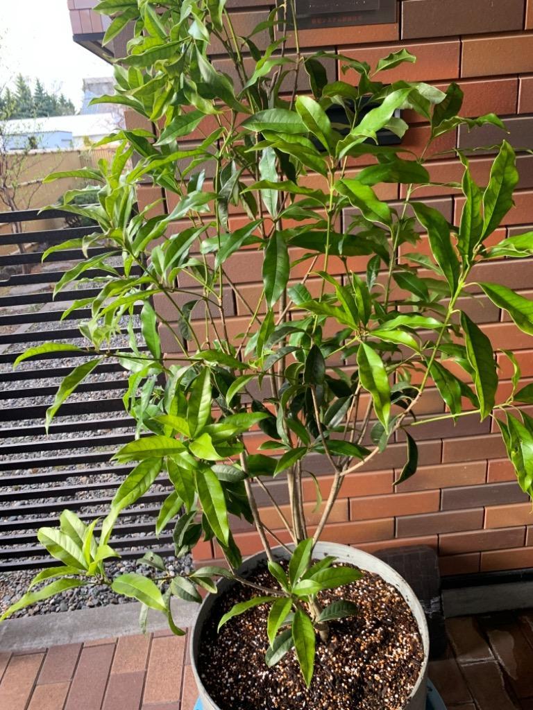 庭木・植木・苗木:キンモクセイ(金木犀)(根巻き) *樹高 庭木・植木・苗木:キンモクセイ(金木犀)(根巻き) *樹高