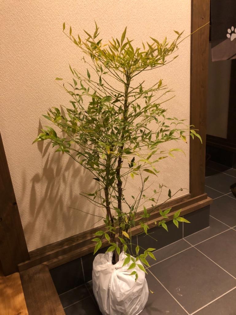 庭木：白南天 樹高 50ｃｍ * :n0093:遊恵盆栽 Yahoo!店 - 通販 - Yahoo!ショッピング