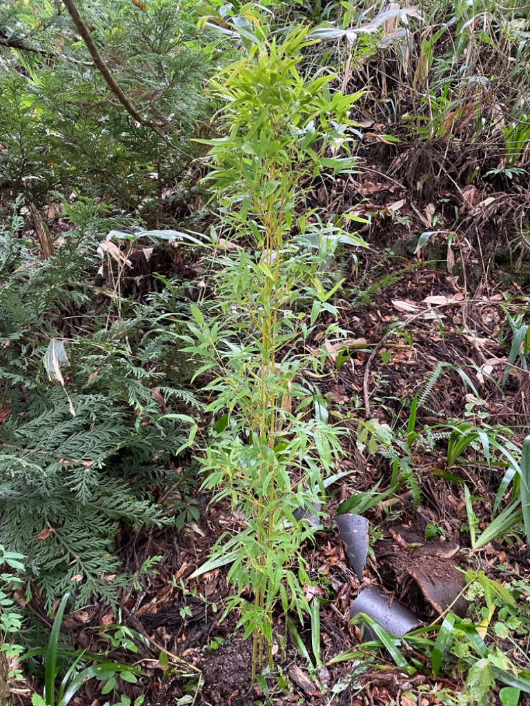 庭木：ホテイチク（布袋竹）* （ポット植え） 樹高：140ｃｍ 全高